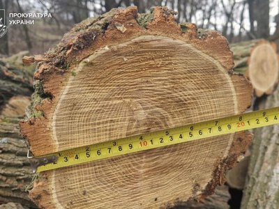 На Дніпропетровщині вісьмох людей підозрюють у незаконній вирубці лісу на майже 10 млн грн
