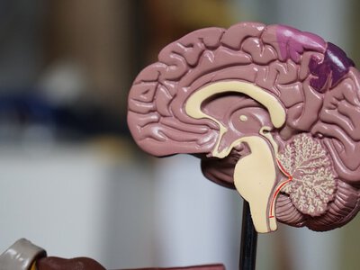 Мозок може створювати свідомість за допомогою хвиль: вчені висунули нову теорію