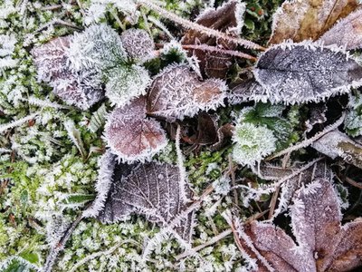 Заморозки прийдуть раніше, ніж чекали: де в Україні вдарить до -6°C 