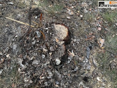 На Житомирщині екоінспектори виявили незаконну порубку семи дерев