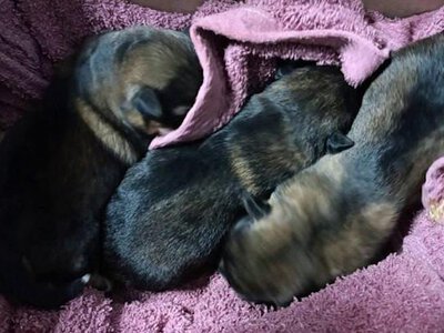 Почули писк у пакеті: кому прикордонники врятували життя. ВІДЕО
