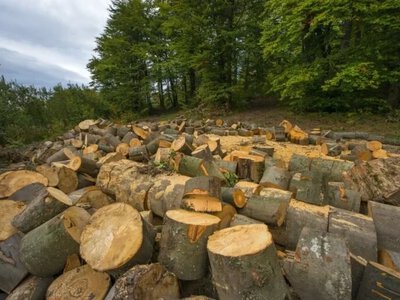 Окупанти розробили план лісового господарства Херсонщини на основі радянських даних 1983 року - Херсон Daily