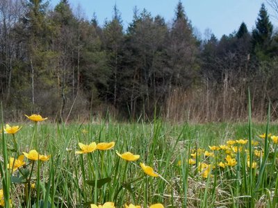 Від боліт до міського озеленення: українські громади змагаються за найкращі кліматичні рішення