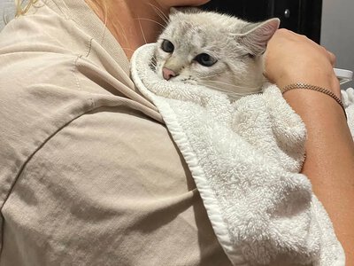 Близько місяця провела на даху: у Миколаєві комунальники врятували кішку