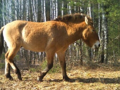 У Чорнобильському заповіднику фотопастки зняли коней Пржевальського в осінньому лісі