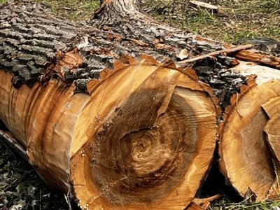 Знищили 72 дерева: у Кременчуцькому районі затримали “чорних лісорубів”