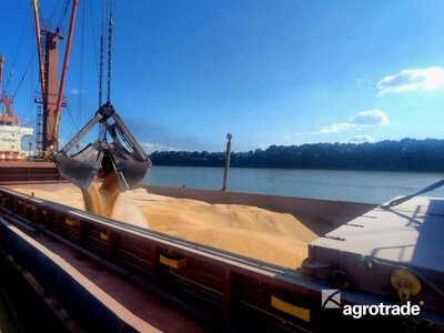 Мінекономіки різко підвищило мінімальні експортні ціни: трейдери попереджають про ризики для експорту зерна та соняшнику