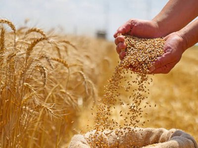 Дорога до покупця коштує дорого: скільки українські аграрії втрачають на зерні