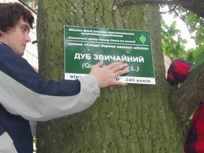 Збереження зеленої спадщини: як у Рівному рятують старі дерева