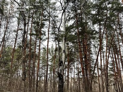 На Полтавщині розкладатимуть вакцину від сказу: знайдені брикети не можна чіпати