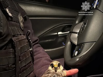 У Миколаєві поліцейські врятували хижака