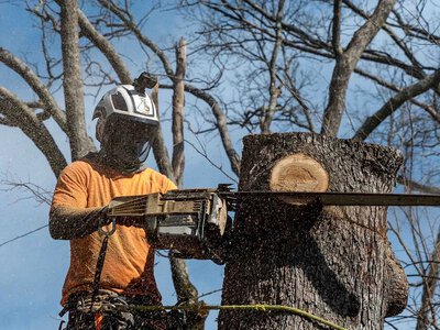 У Миколаєві на прибудинкових територіях почали зносити аварійні дерева