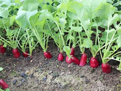 Вересневий урожай редиски: коли сіяти