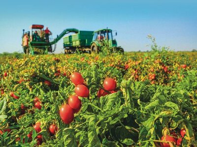 Високоякісні томати для переробки в Україні