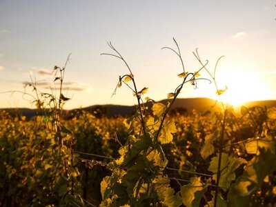 Decanter World Wine Awards 2026: автохтонні сорти Балкан здобули топ-нагороди