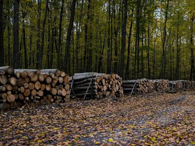 На Рівненщині назвали райони з найбільшим попитом на дрова