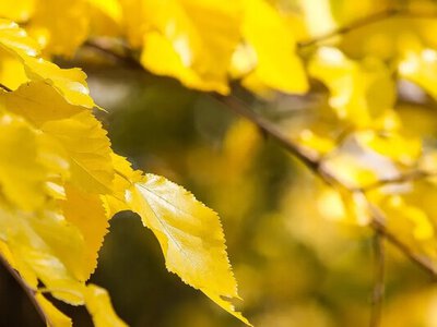 Україну розігріє до +25: якою буде погода 17 вересня та де чекати дощів