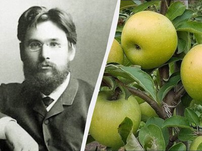  Яблуко Симиренка – чому сорт так називається і що сталося з її творцем 