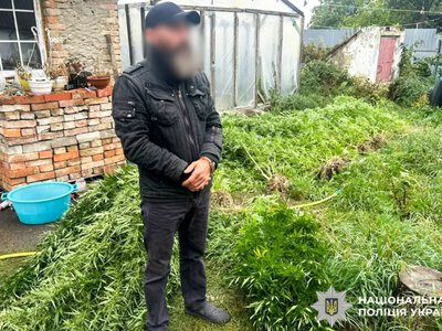 Вирощував коноплі у теплиці та під маскувальною сіткою: поліцейські задокументували злочинну діяльність жителя Здолбунівщини