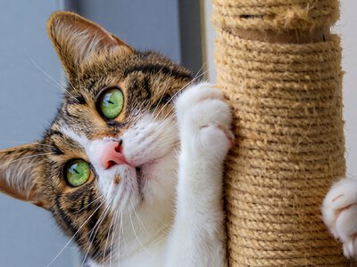 Як навчити кота користуватися кігтеточкою: 5 дієвих порад