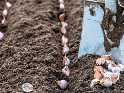 Як посадити озимий часник восени, щоб влітку були великі головки