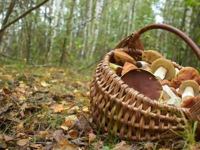 Вересневий ліс біля Кам'янського: які гриби вже можна брати, а які краще залишити