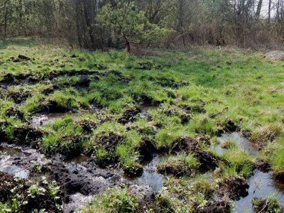 Пожежі під землею і дим над селами змусили повернути воду в осушене болото: історія відновлення урочища на Львівщині