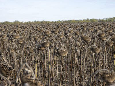Соняшник в Україні подешевшав до 18–18,5 тис. грн/т: переробники скорочують закупівлі