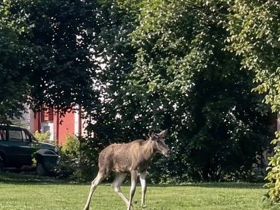 Лось заблукав у Старокостянтинові та бігав містом
