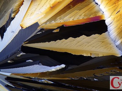 Її робить пліснявий гриб, а не лимони: звідки насправді береться лимонна кислота