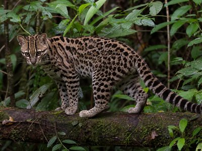 У Болівії виявили новий вид диких кішок Leopardus tilcayo