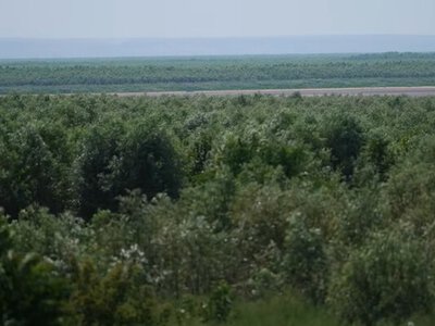 Четверте літо після підриву Каховської ГЕС: як зараз виглядає територія колишнього водосховища
