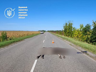 На Сумщині внаслідок ДТП загинув лось європейський