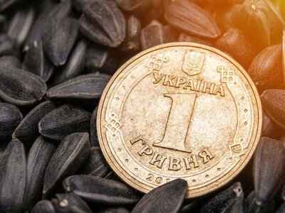 Соняшник в Україні: ціни падають