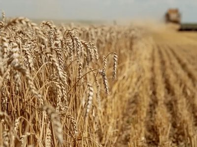 Фінансове планування в агробізнесі: від поля до гаманця
