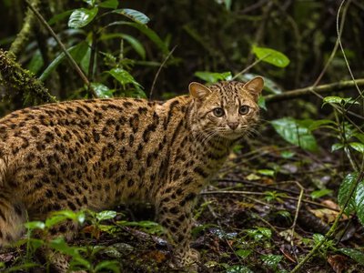 У Болівії описали новий вид диких кішок Leopardus tilcayo — Asharq Al-Awsat