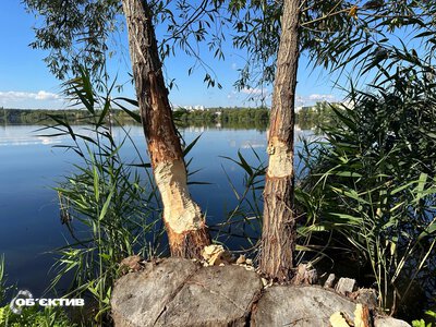 «Пухнастий терорист» на Журавлівці: як у Харкові рятують дерева (відео)