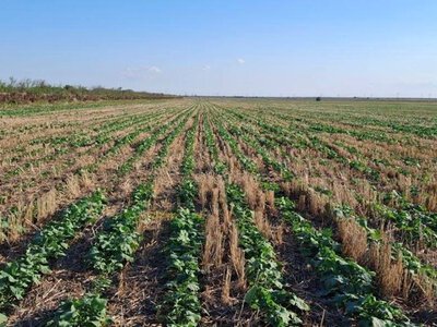 Захист озимого ріпаку: Tekom Agro Group завершили роботи