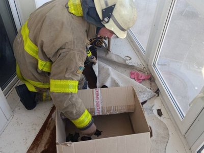 Понад 200 кажанів на одному балконі: у Запоріжжі рятувальники визволяли незвичайних сусідів