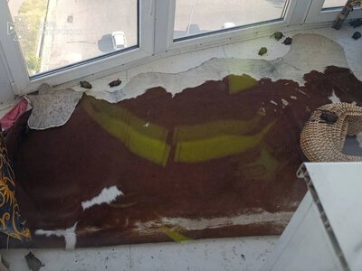 У Запоріжжі жінка виявила на балконі колонію з 250 кажанів