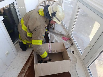 Несподіване сусідство: у Запоріжжі рятувальники вилучили 250 кажанів із балкона (ФОТО)