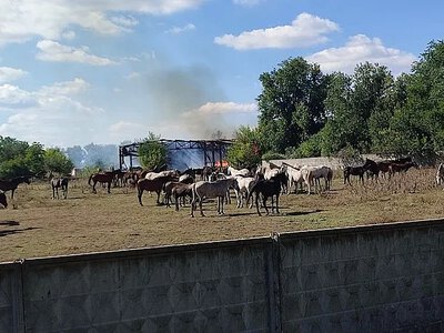 Армія РФ вдруге вдарила по кінному заводу (фото)