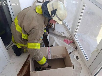 У Запоріжжі рятувальники вилучили близько 250 кажанів із балкона