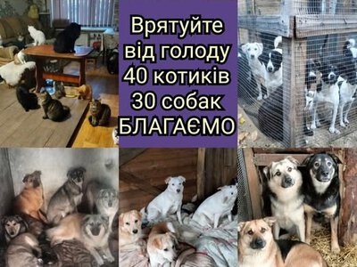 Чотирилапим нічого їсти: у Сумах притулку для тварин потрібна термінова допомога!