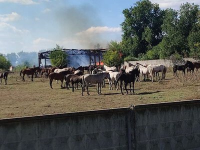 Росіяни двічі за тиждень атакували кінний завод, а тепер спалив склад зоомаркетів (ФОТО)