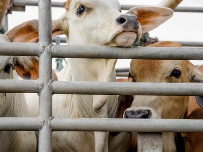 Оновлено документи для імпорту продуктів та тварин