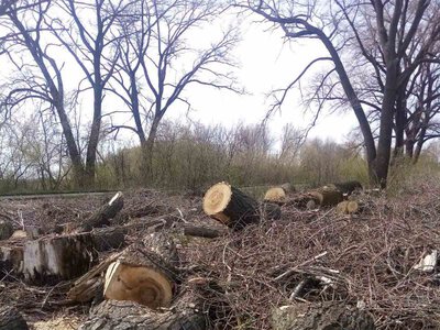 Майже 670 тисяч гривень за незаконну вирубку дерев стягнуть із Ротмістрівської сільради