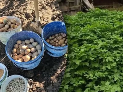 Гірчиця після картоплі: секрети родючості