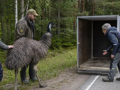 У Фінляндії знайшли 32-річного ему після тижня втечі — YLE News