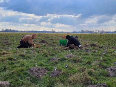 У Бельгії за допомогою кротів виявили середньовічну споруду віком 800 років
